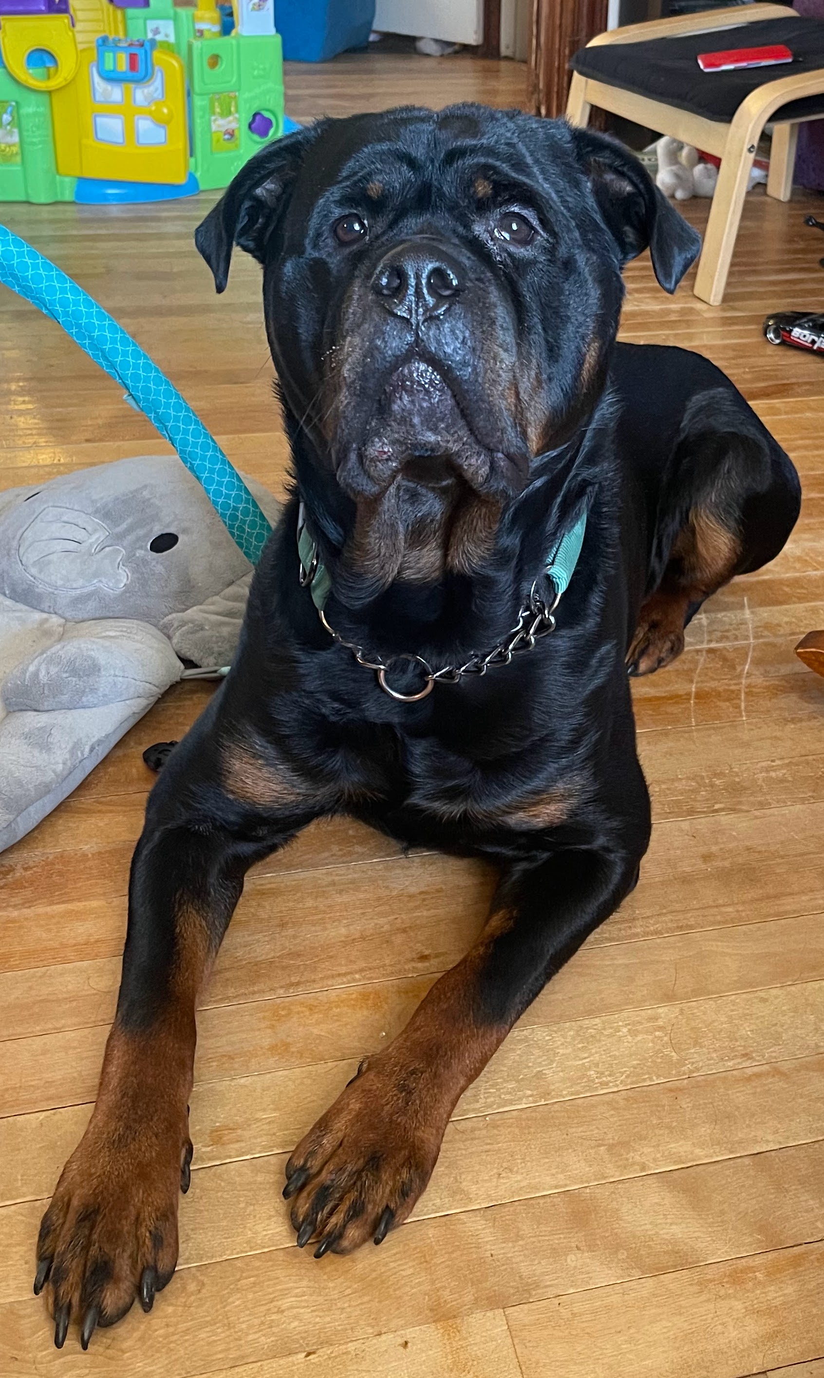 Are Pets Just Pets or Are They Part of the Family?